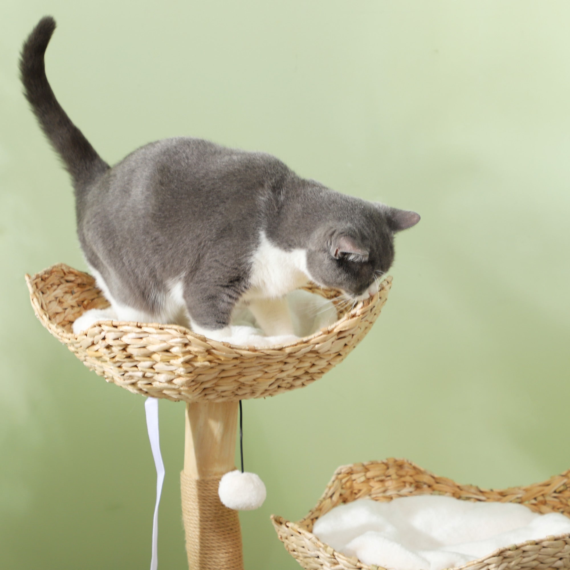 Gray white cat in woven basket on SafeWood 37 Modern Cat Tree