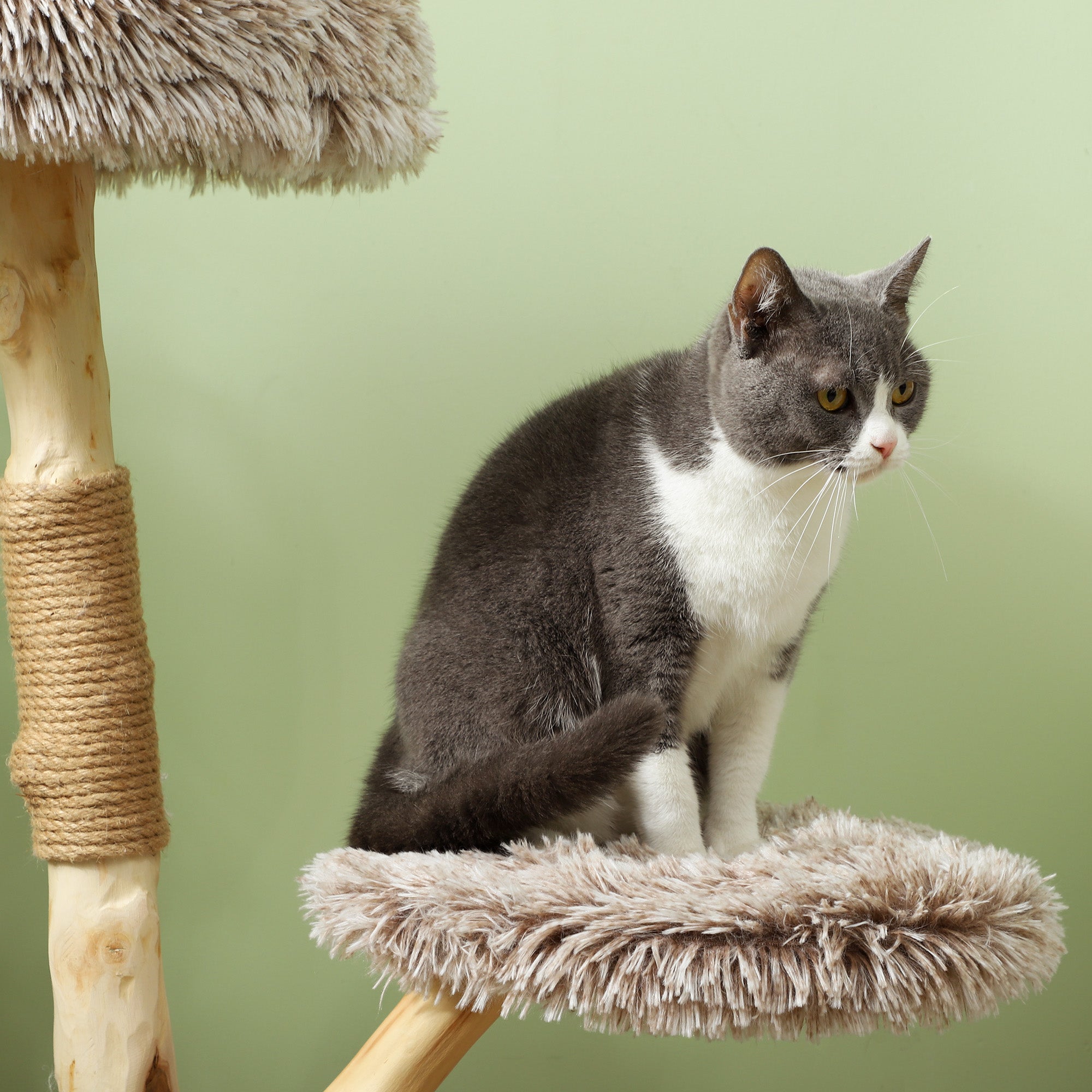 Gray white cat on WoodClimb 35’’ cat tree fluffy beige platform sisal post